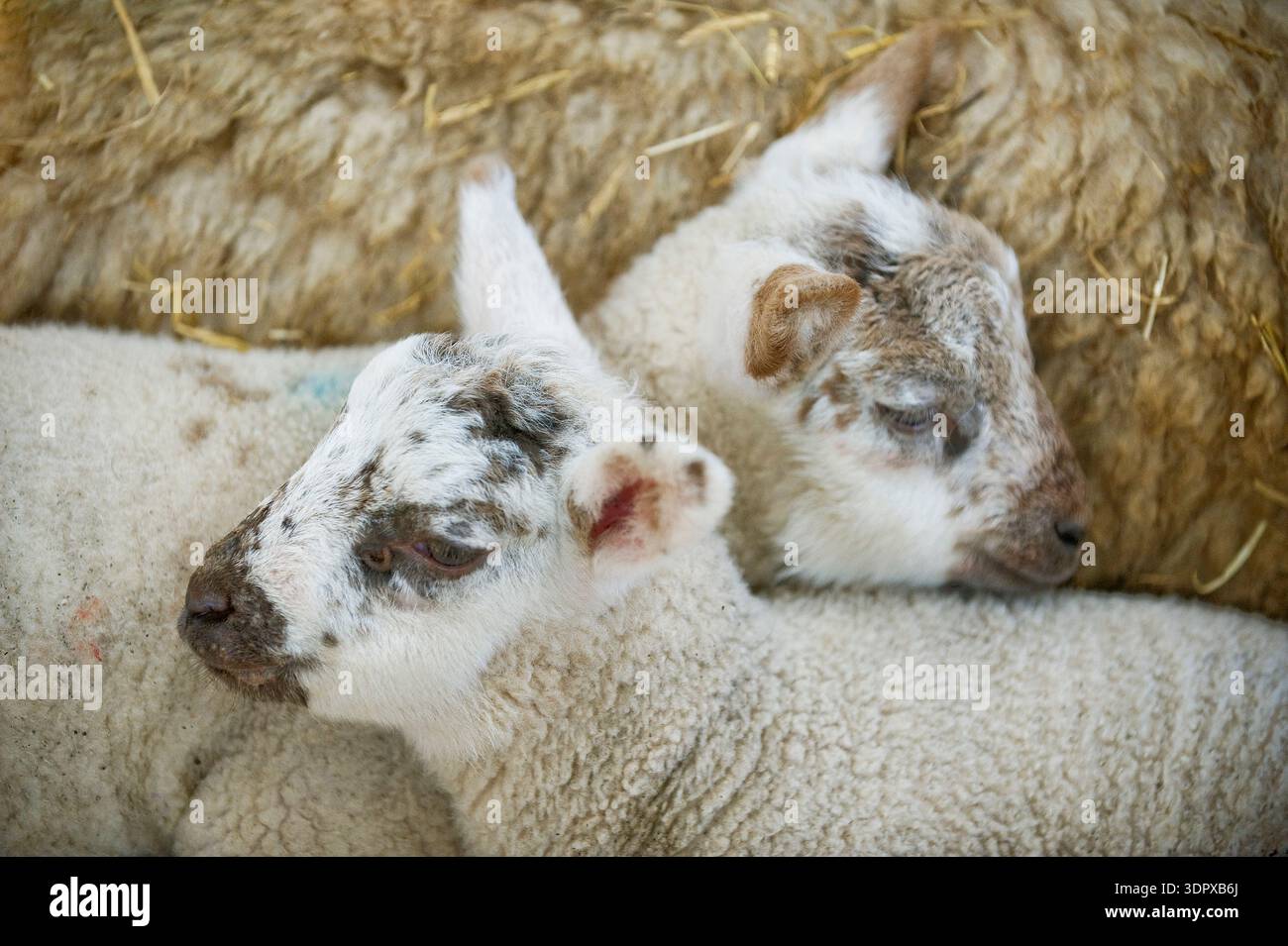 Newborn spring lambs in "mothering up" pens at Snettisham Farm in ...