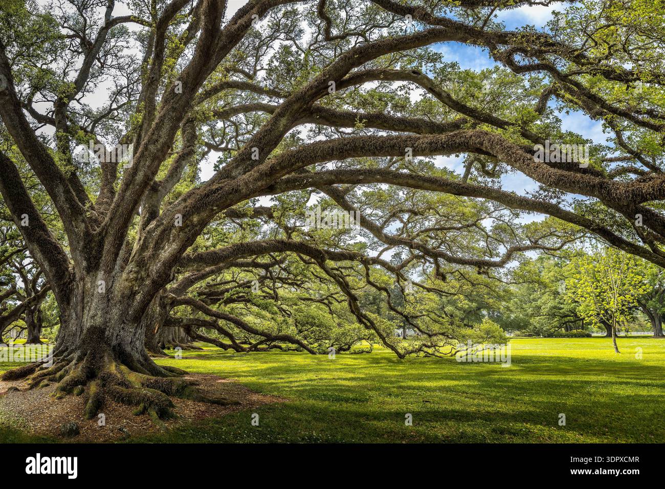Ancient live oak with a massive trunk and sprawling, moss-covered branches forming a shaded, tranquil canopy over sunlit grass in a peaceful park or h Stock Photo