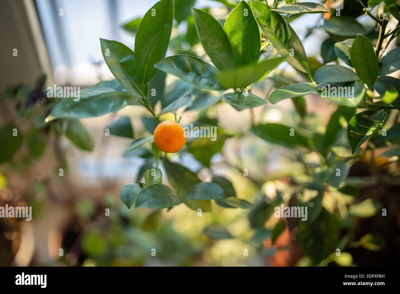 Homegrown Citrus calamondin tree with fruit on windowsill at home ...