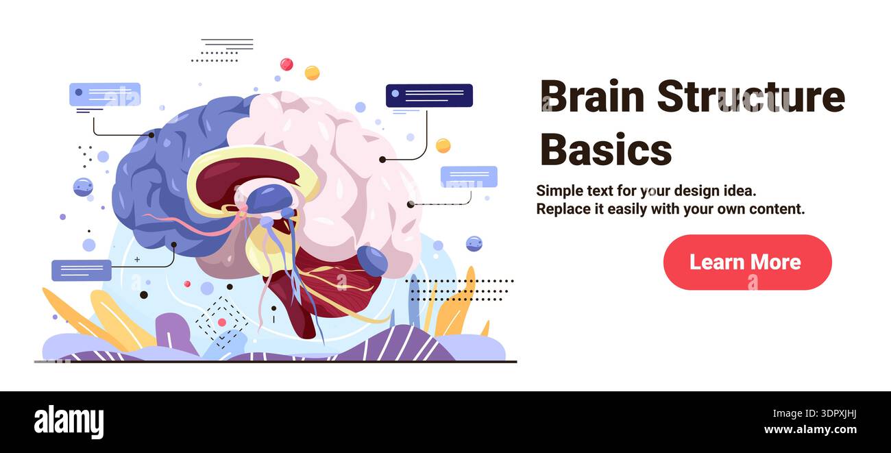 Brain structure anatomy medical diagram cross section with labeled ...