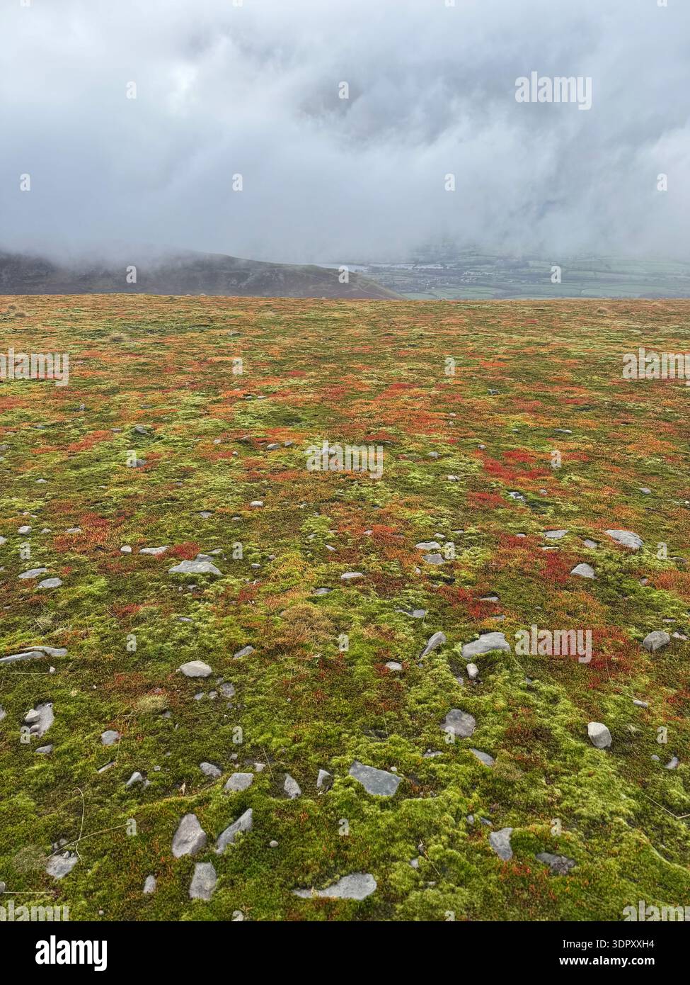 Spagnum moss with red spore capsules, species unknown, Mynydd Troed, Bannau Brycheiniog (Brecon Beacons), February. - Smartphone Captured Stock Image