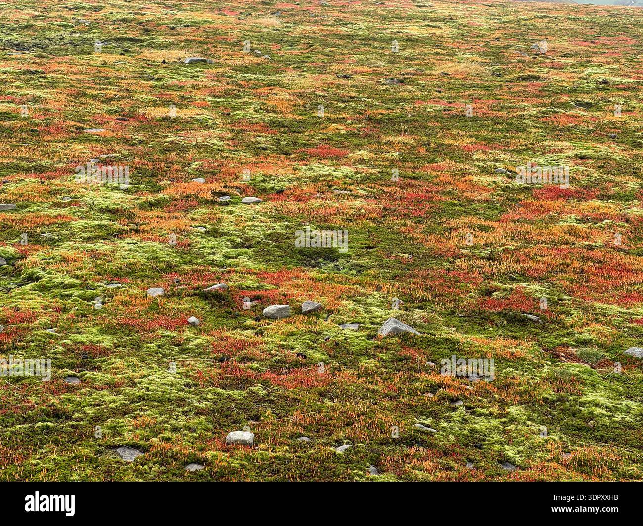 Spagnum moss with red spore capsules, species unknown, Mynydd Troed, Bannau Brycheiniog (Brecon Beacons), February. - Smartphone Captured Stock Image