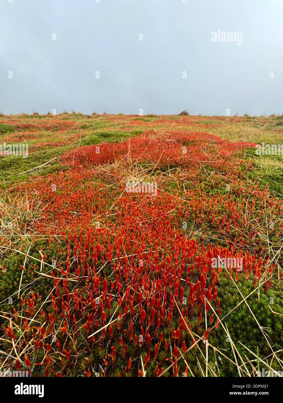 Spagnum moss with red spore capsules, species unknown, Mynydd Troed, Bannau Brycheiniog (Brecon Beacons), February. - Smartphone Captured Stock Image