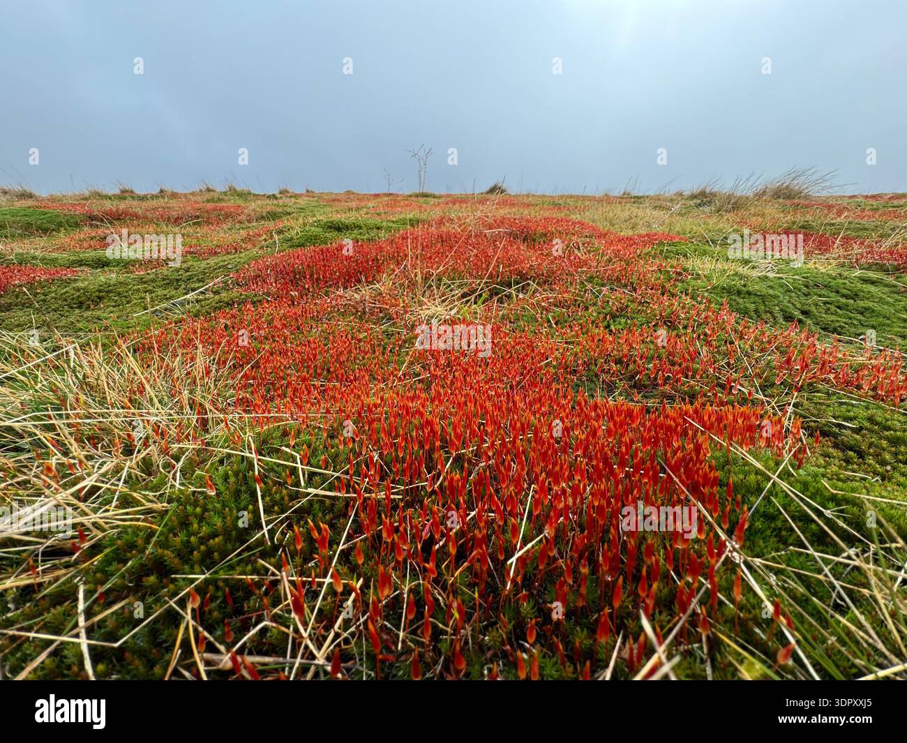 Spagnum moss with red spore capsules, species unknown, Mynydd Troed, Bannau Brycheiniog (Brecon Beacons), February. - Smartphone Captured Stock Image