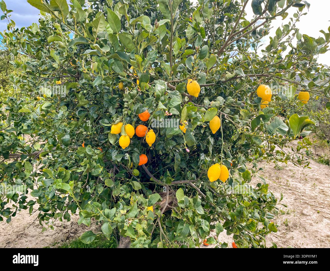 Oranges and Lemons on the same tree Stock Photo
