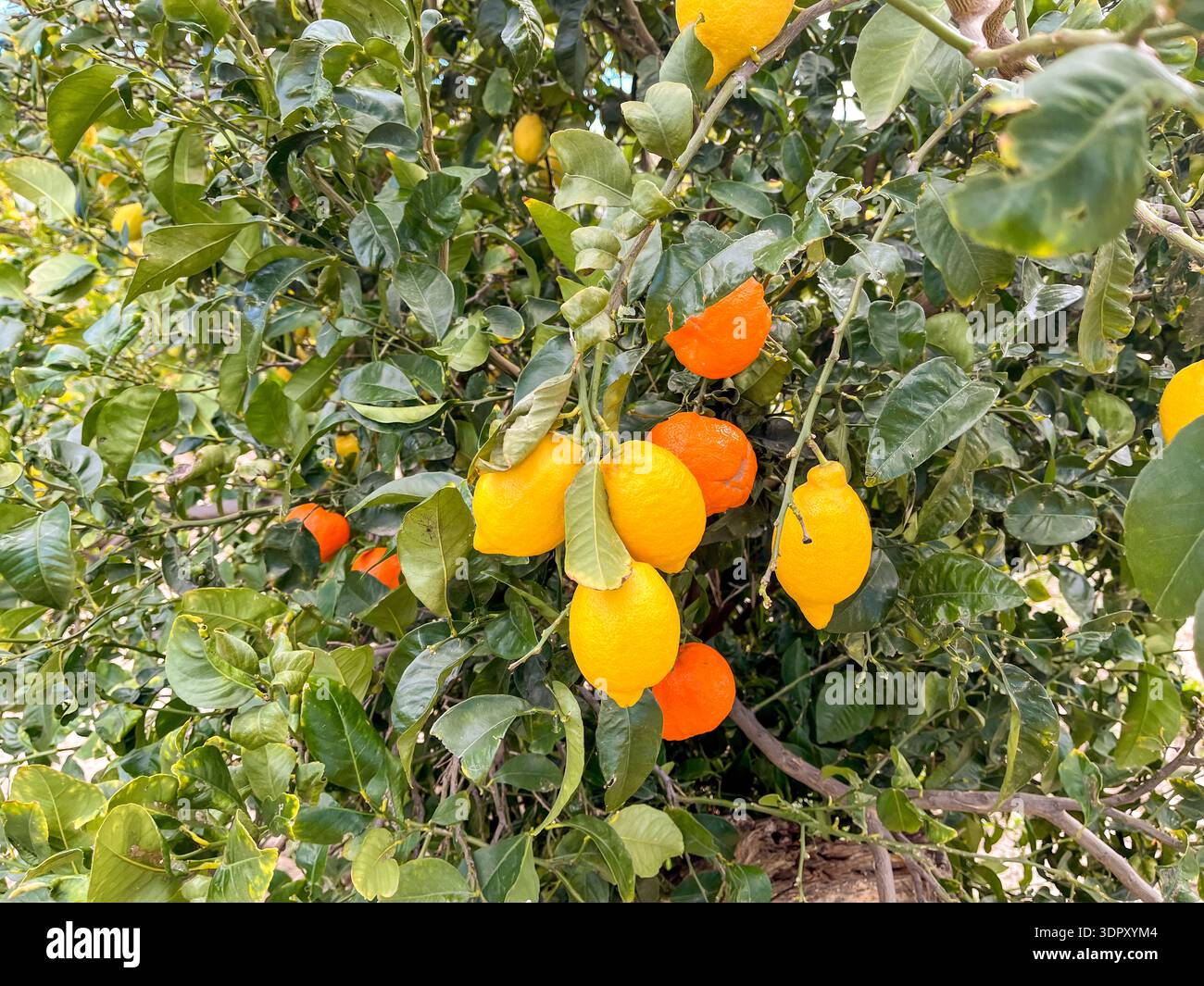 Oranges and Lemons on the same tree Stock Photo