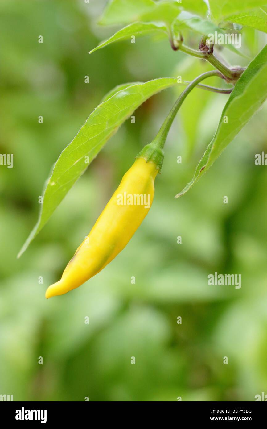 Chilli Lemon Drop. Yellow chilli. Chilli plant. Culinary Peruvian chilli at maturity on the plant. Hot, lemon flavour. Aji Limon. Stock Photo