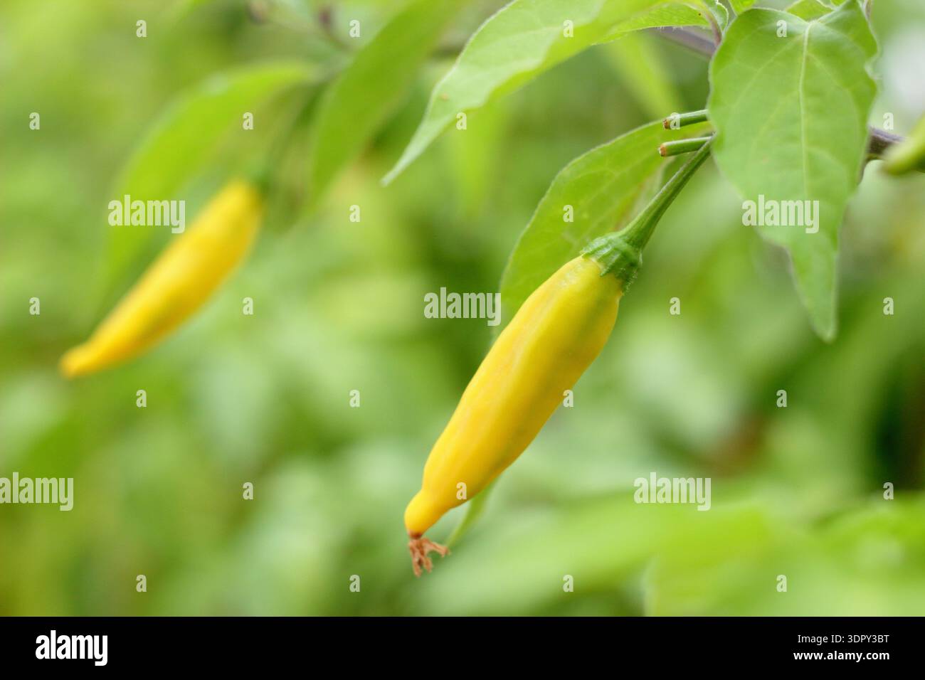 Chilli Lemon Drop. Yellow chilli. Chilli plant. Culinary Peruvian chilli at maturity on the plant. Hot, lemon flavour. Aji Limon. Stock Photo