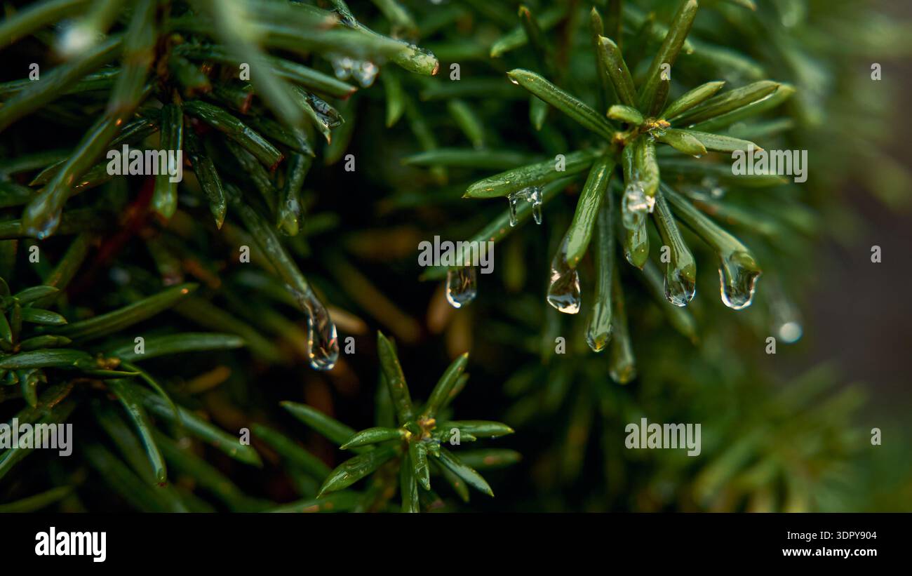 Icy Texture on Green Conifer Close View Stock Photo