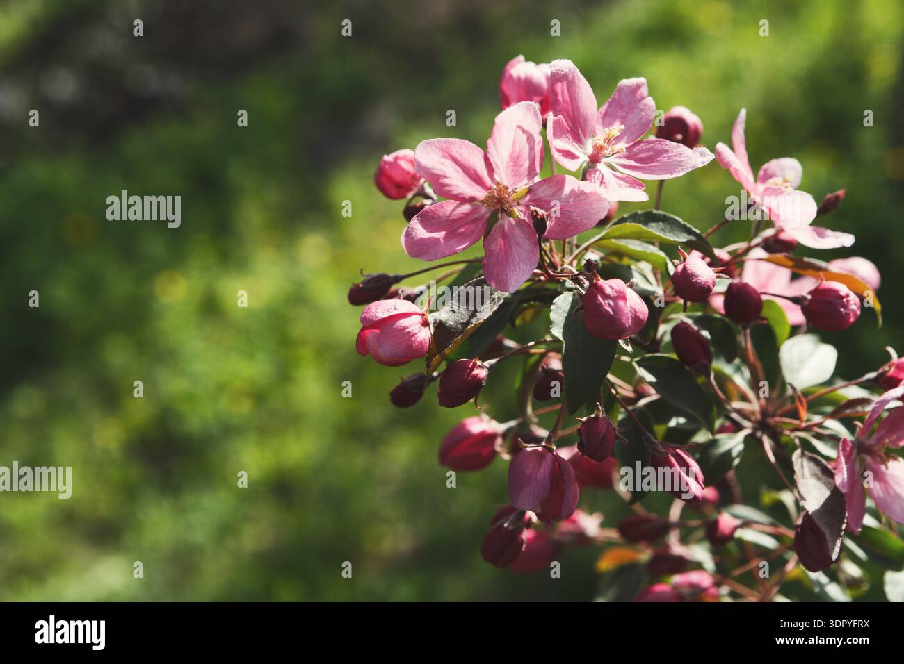 Bright Pink Flowers Bloom on a Tree Branch During Spring in a Green ...
