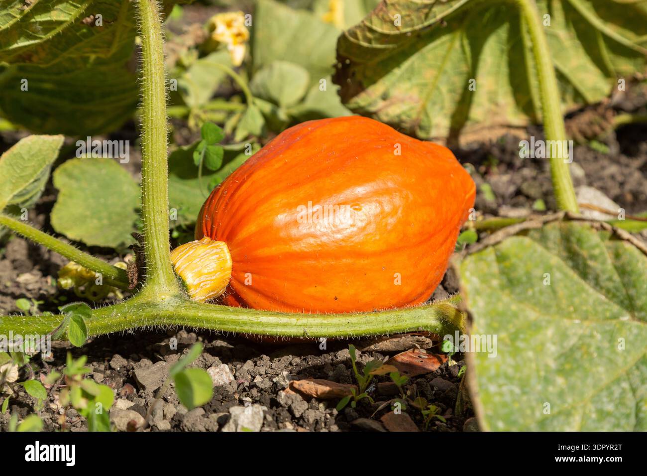 Red Kuri squash growing in Ford Park Plant Nursery Stock Photo