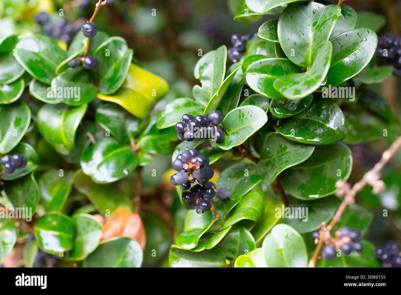 Ligustrum japonicum 'rotundifolium hi-res stock photography and images -  Alamy