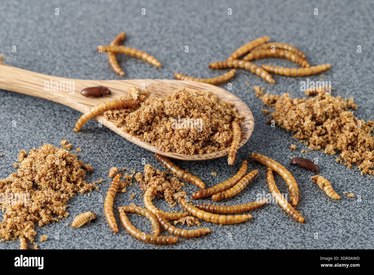 Table Worm Powder of edible mealworms in wooden spoon on grey granite table ...