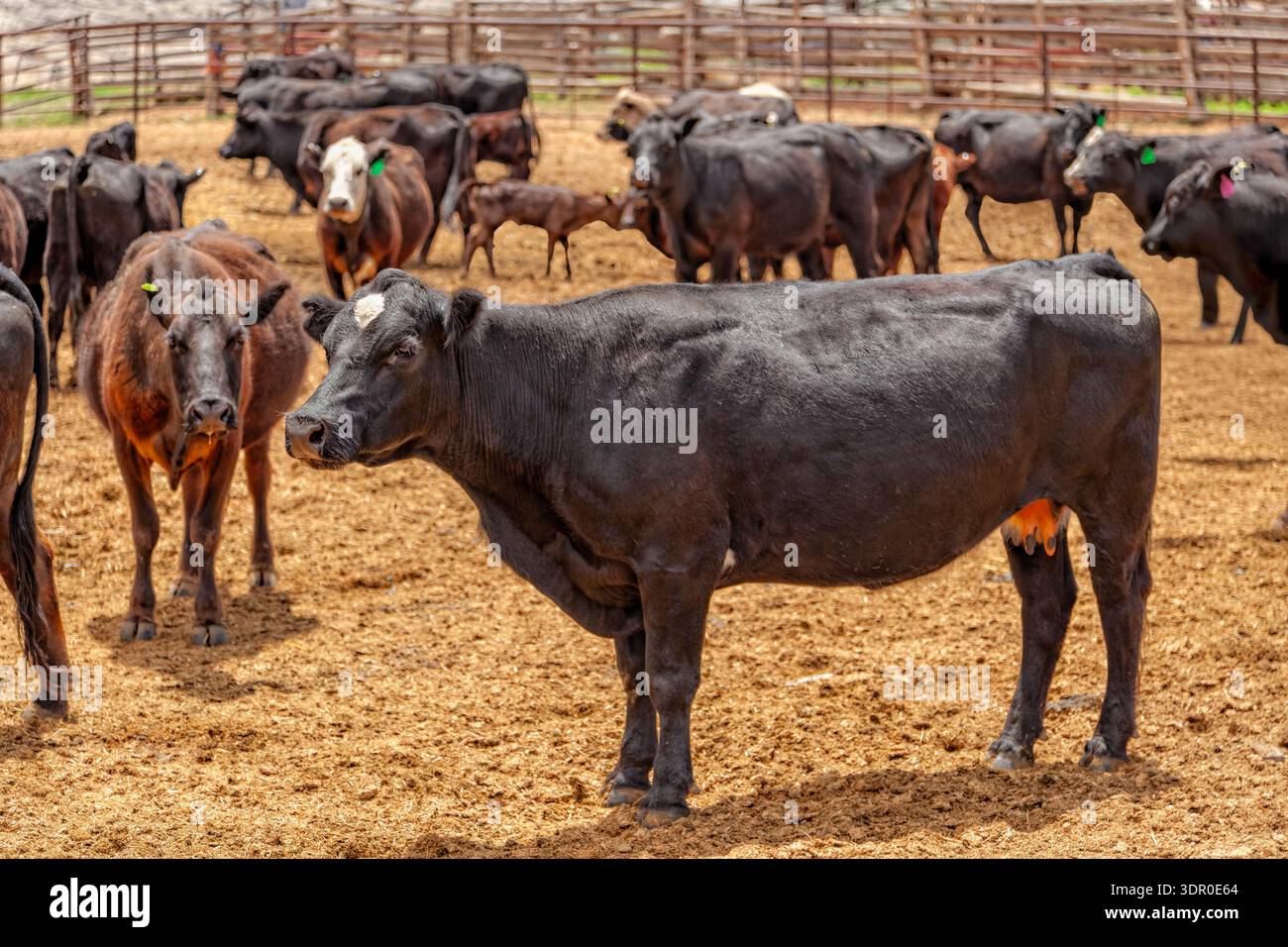 Angus Ranches Utah A corral of Black Angus cattle on a working ranch in rural Utah ...