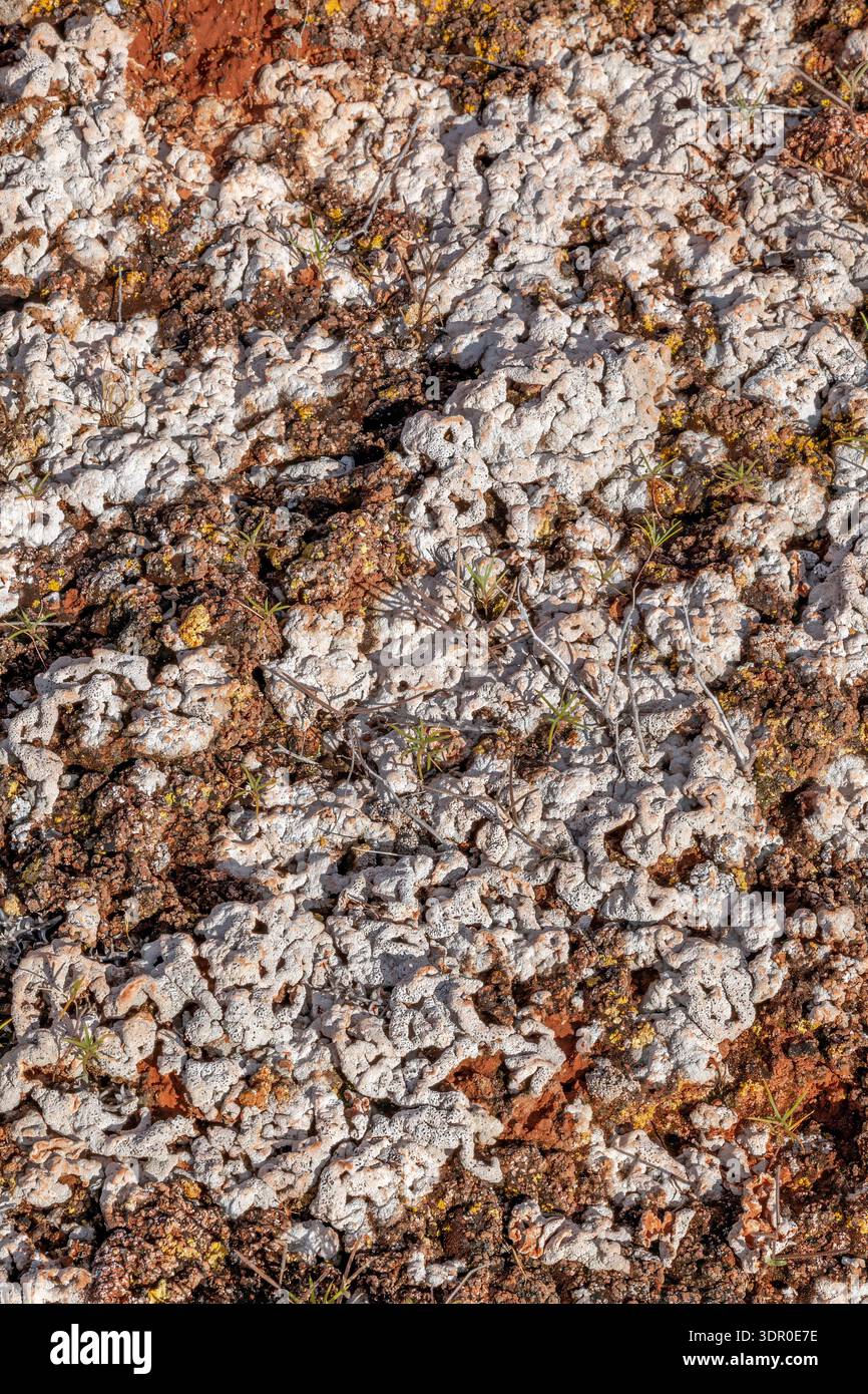 Irregular white, knobby patches on the red desert soil represent exposed caliche intergrown with biological soil crust. Stock Photo