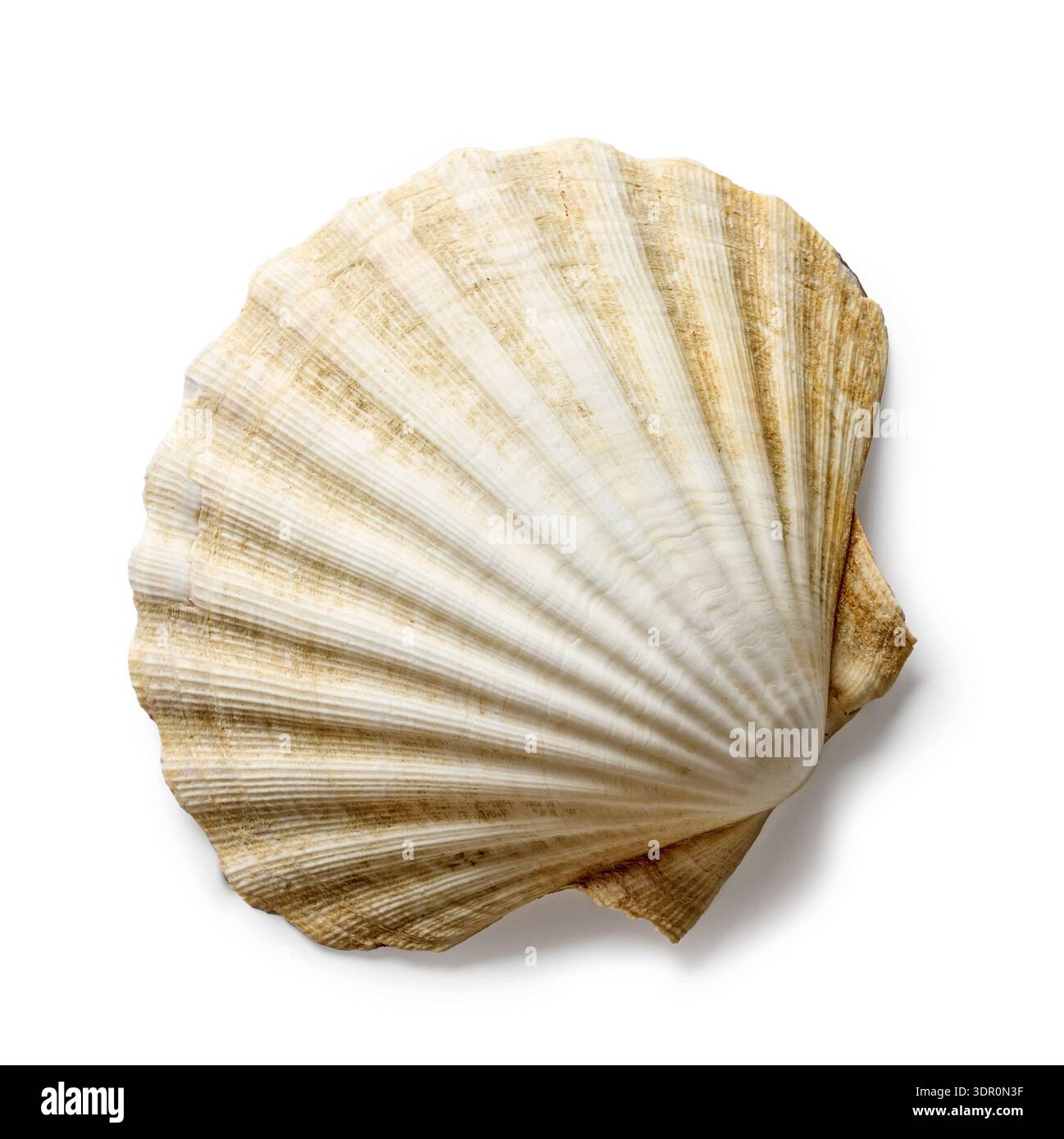 seashell isolated on white background, top view Stock Photo