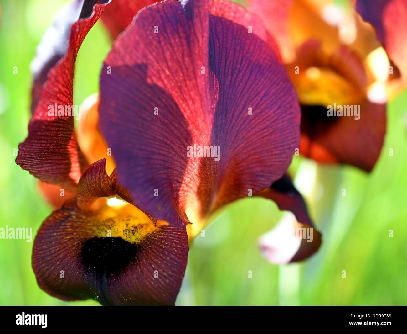 Abstract colorful iris Argaman in backlight on green blurred background Stock Photo