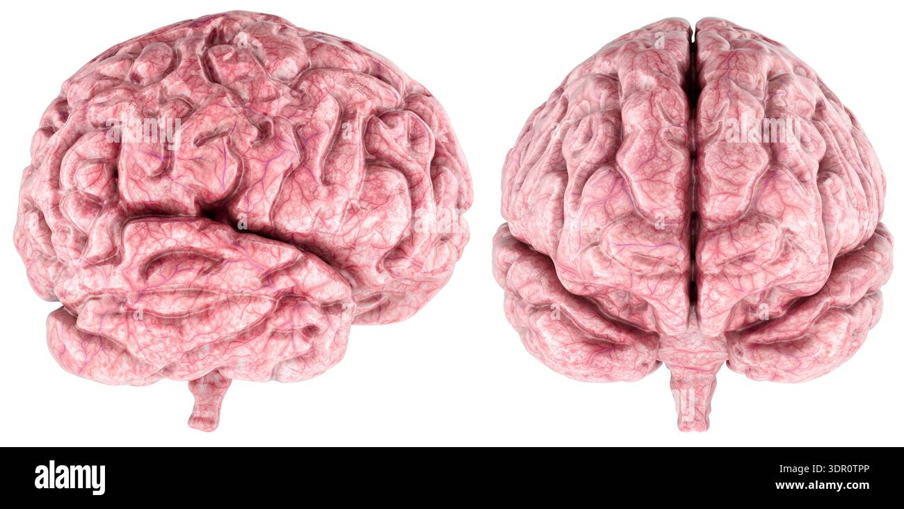 Human brain anatomy with blood vessels, front and side views. 3D ...