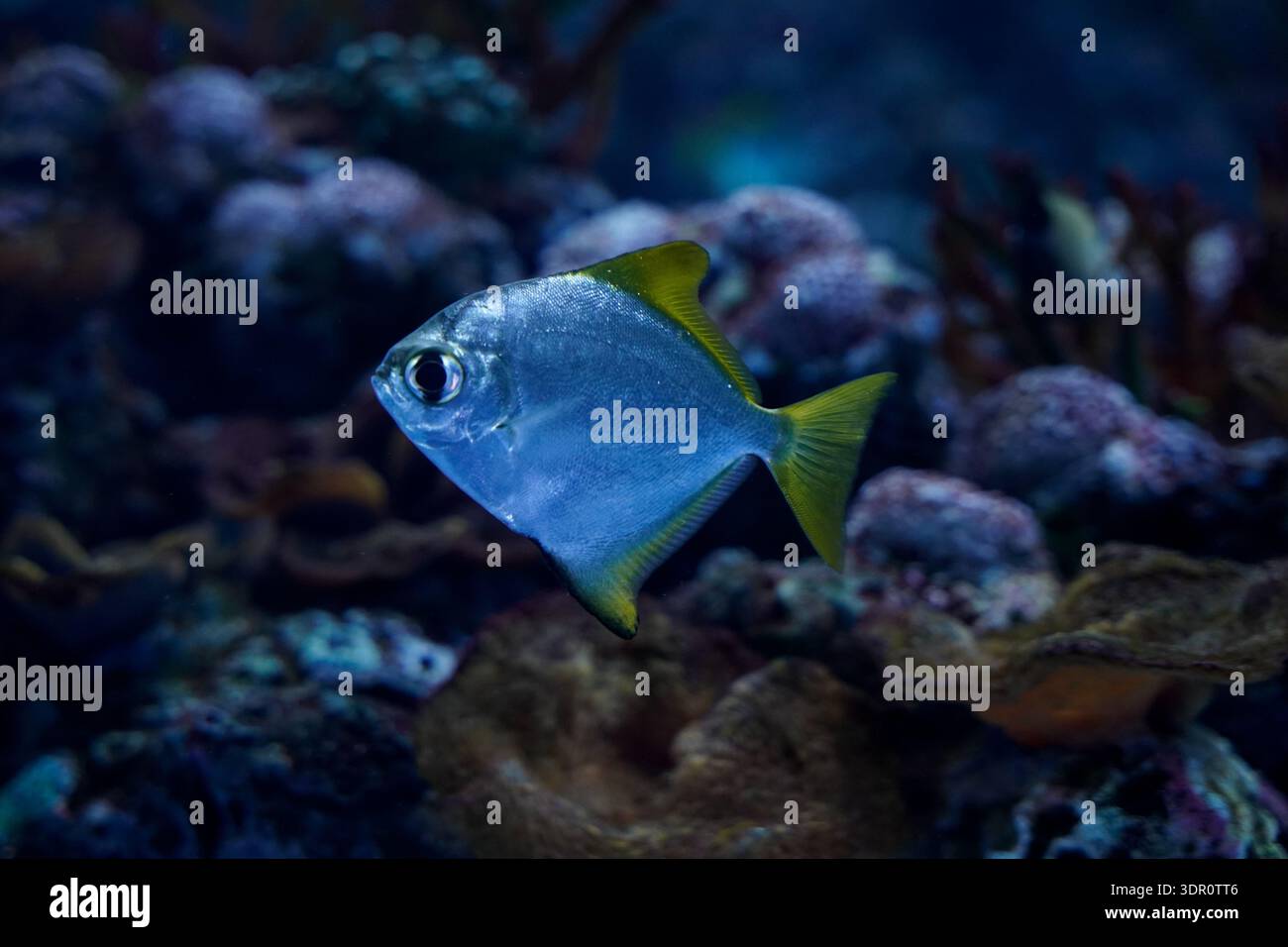 A Silver Moony fish (Monodactylus argenteus) swimming through a coral reef aquarium environment Stock Photo
