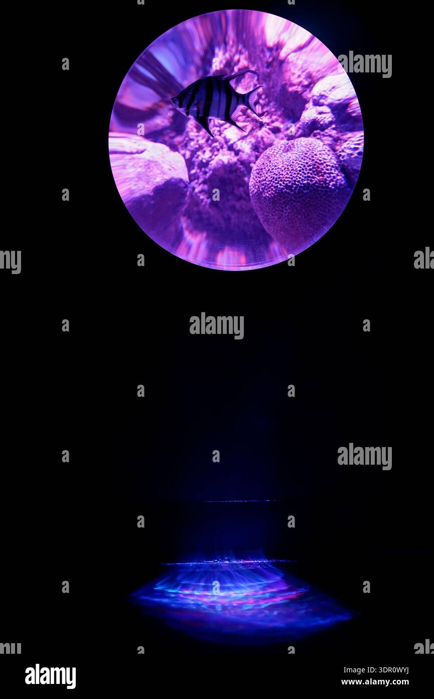 Striped Fish in Circular Underwater Projection with Abstract Light Patterns Stock Photo