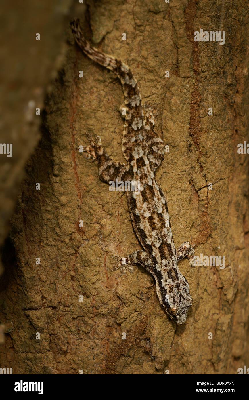 Flat-tailed house gecko (Hemidactylus platyurus) camouflaged on tree ...