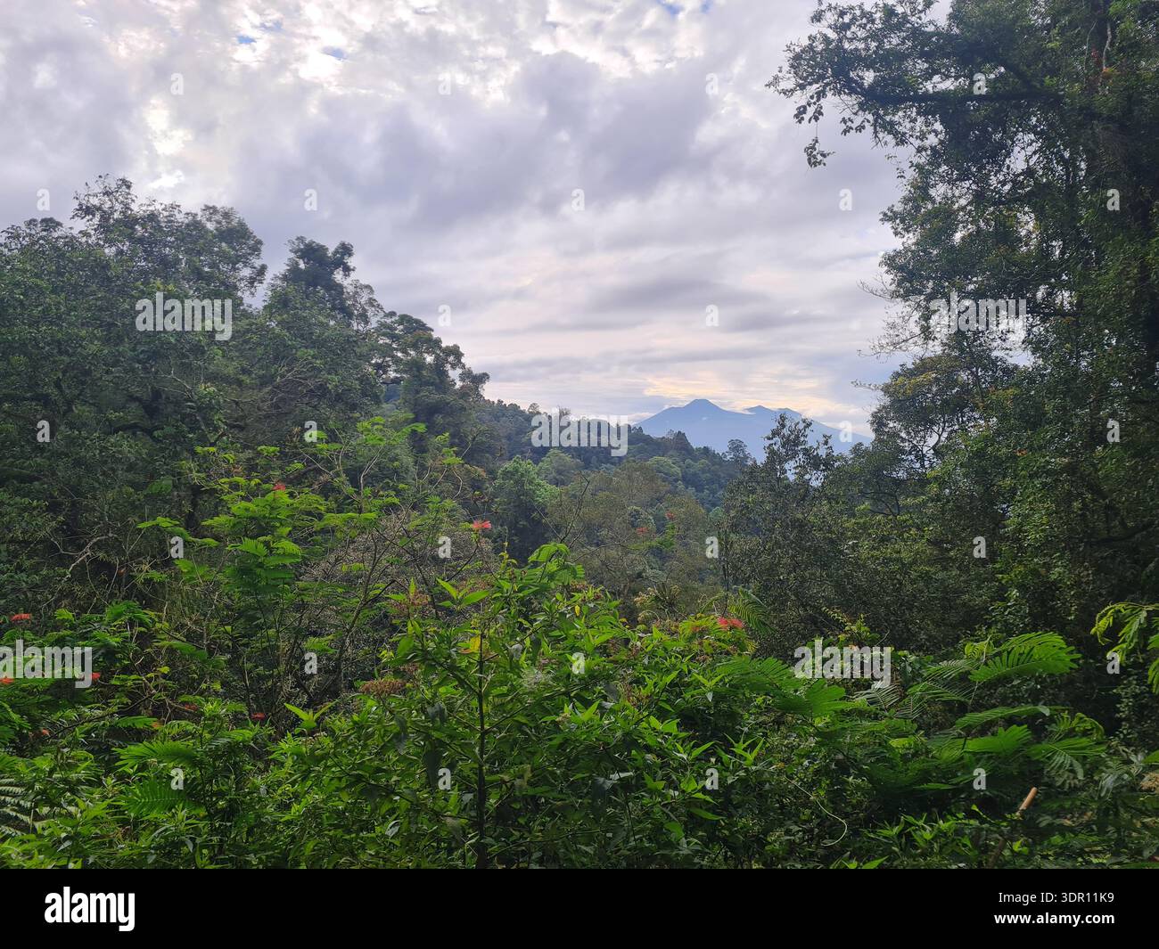 Dense forest canopy framing hi-res stock photography and images - Alamy