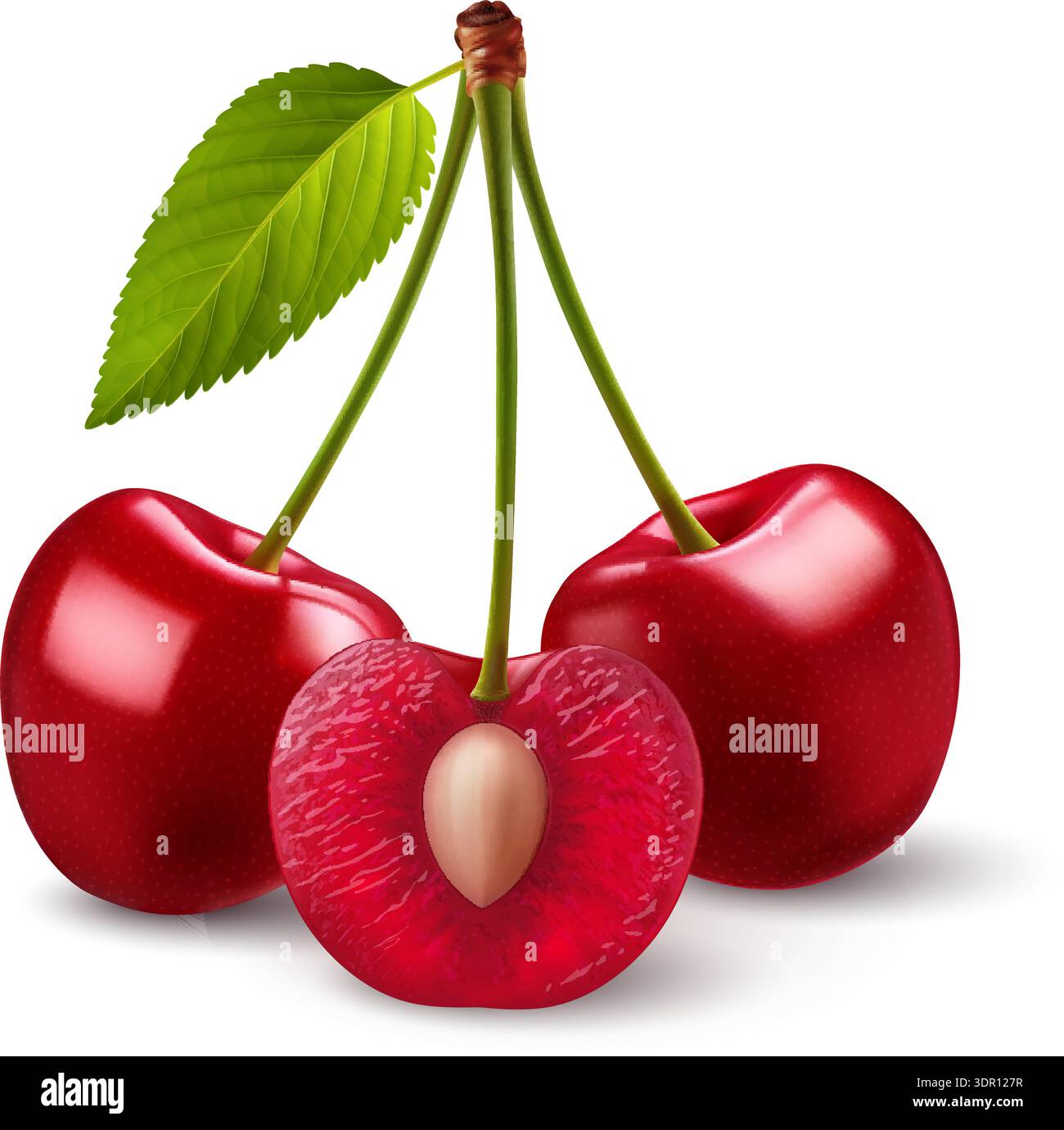 Isolated red cherries on one stem with green leaf on white background. Three sweet cherry fruits on one stem, one cut in half with a pit Stock Vector