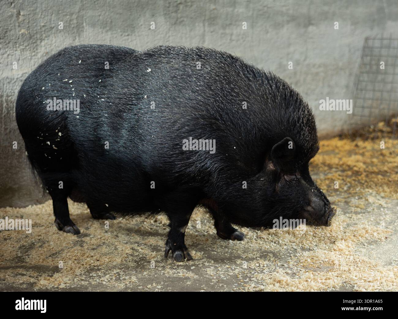 Fat pig in barn Stock Photo - Alamy