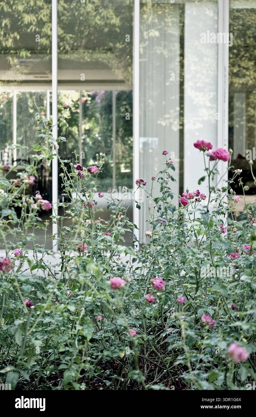 Taken by hands rose flower natural outdoor garden glass modern building ...