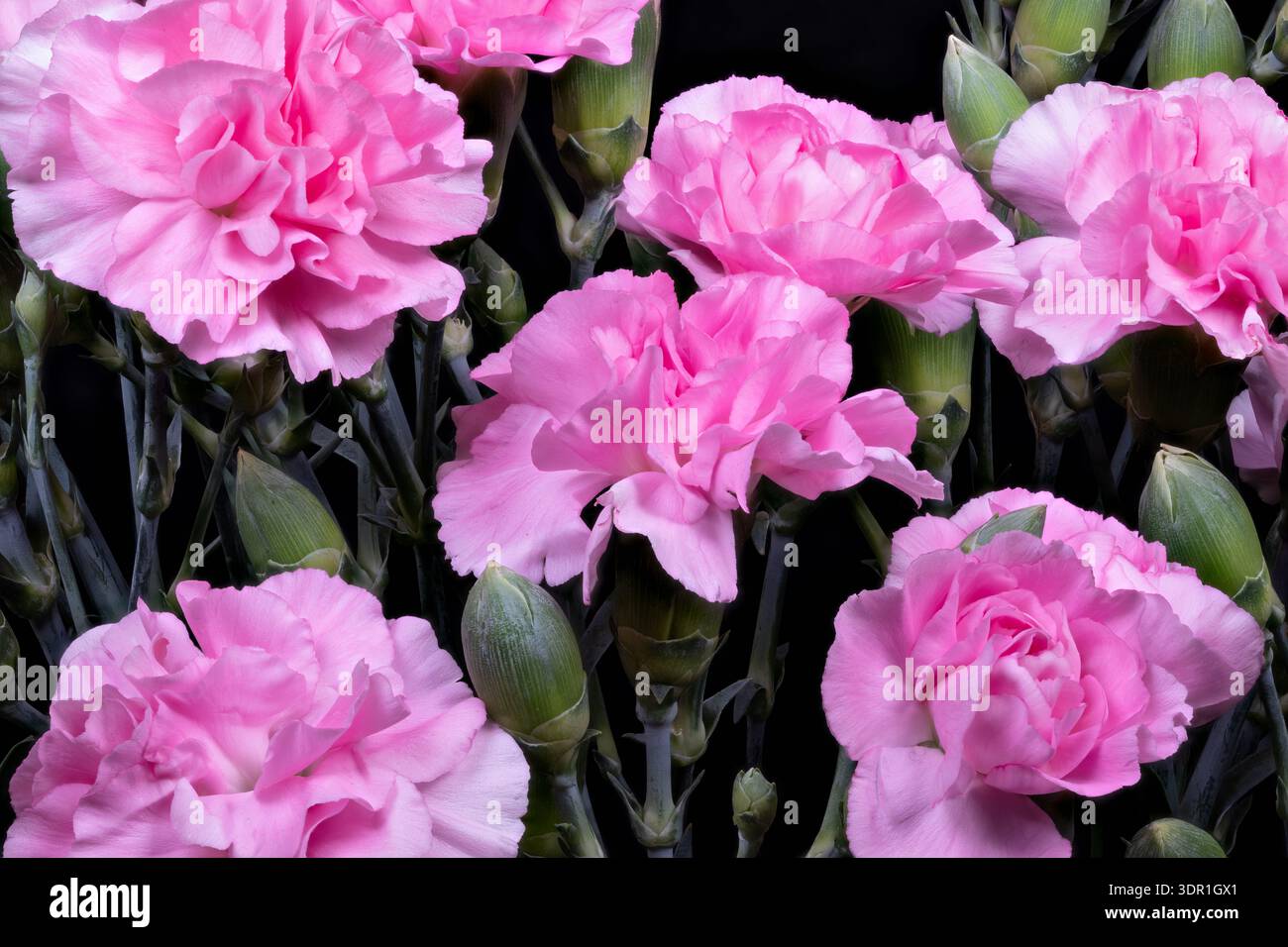 Ornate margins hi-res stock photography and images - Alamy