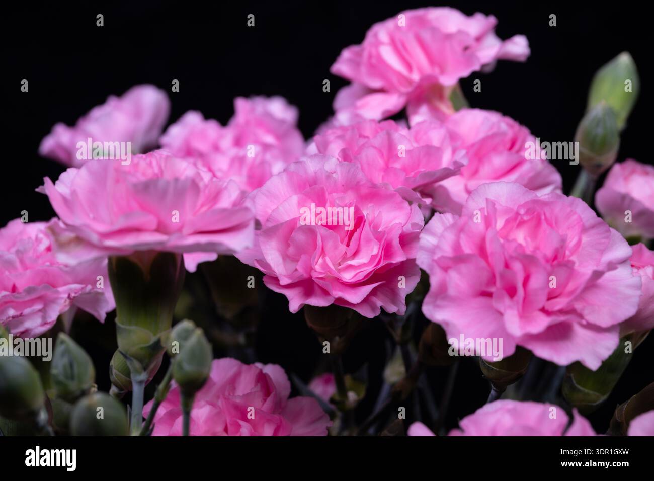 Pink carnation macro showing ruffled texture, fine petal veins and ...
