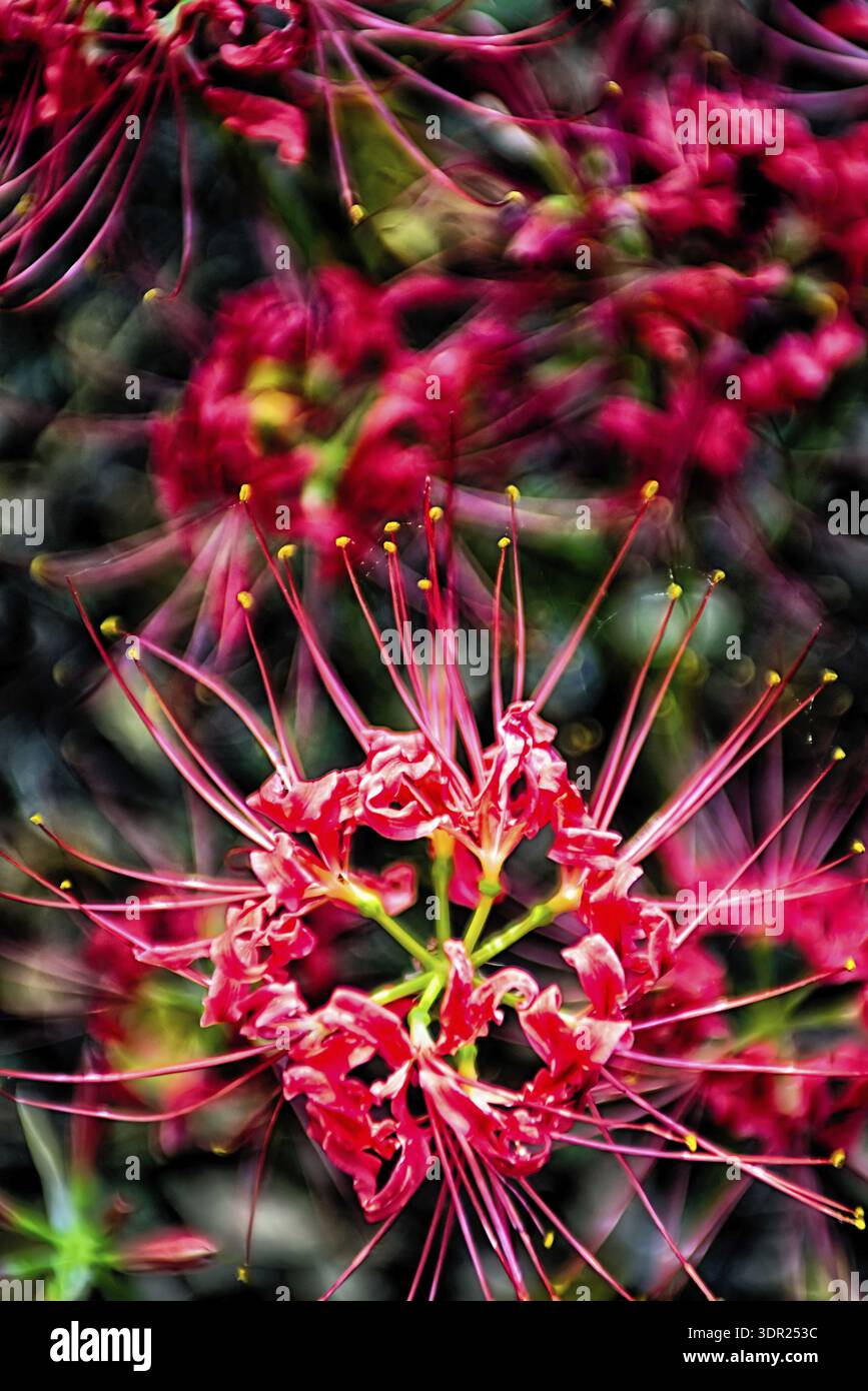 Red spider lily lycoris radiata cluster amaryllis higanbana Stock Photo -  Alamy