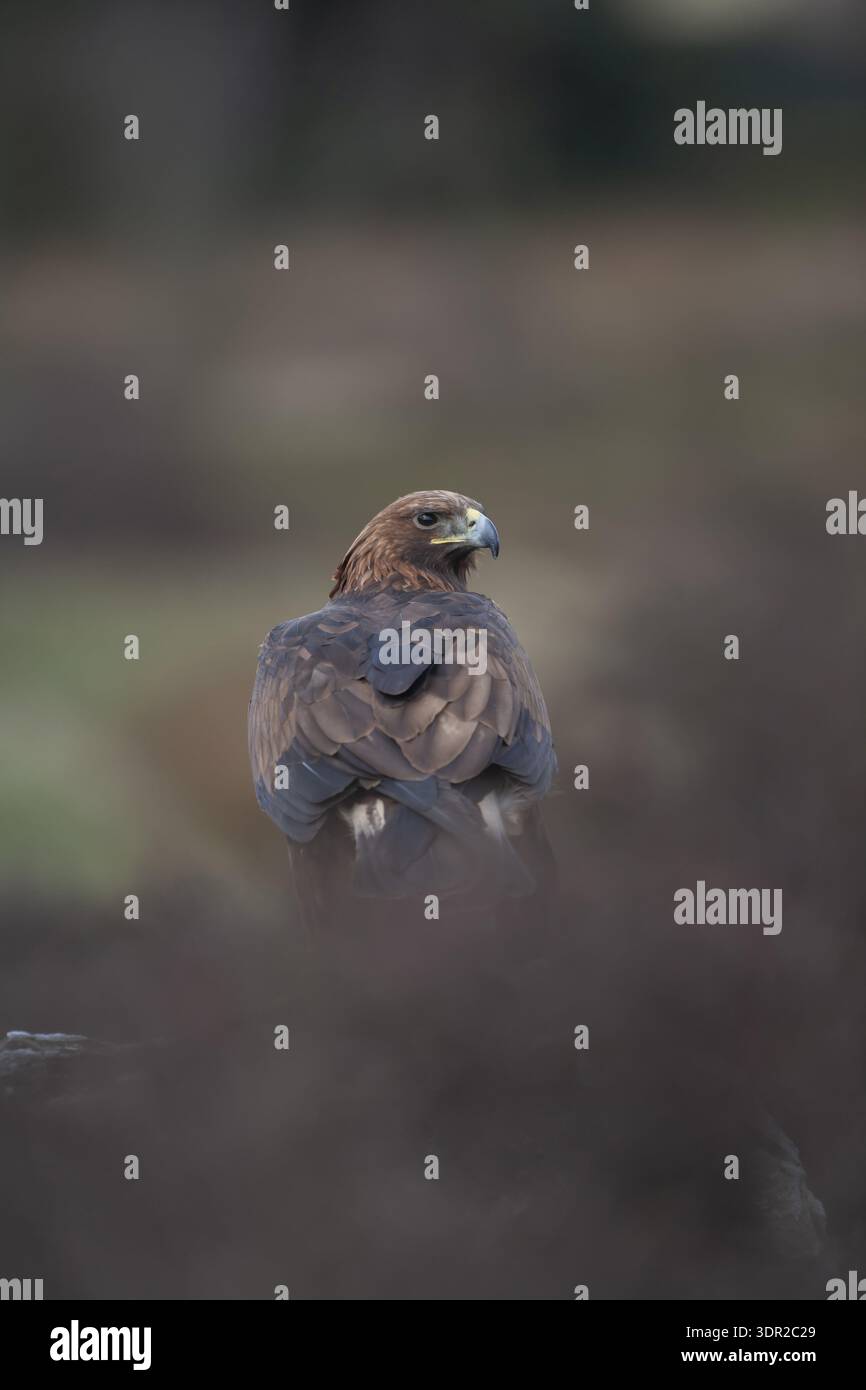 Golden eagle (Aquila chrysaetos) adult bird of prey raptor on a ...