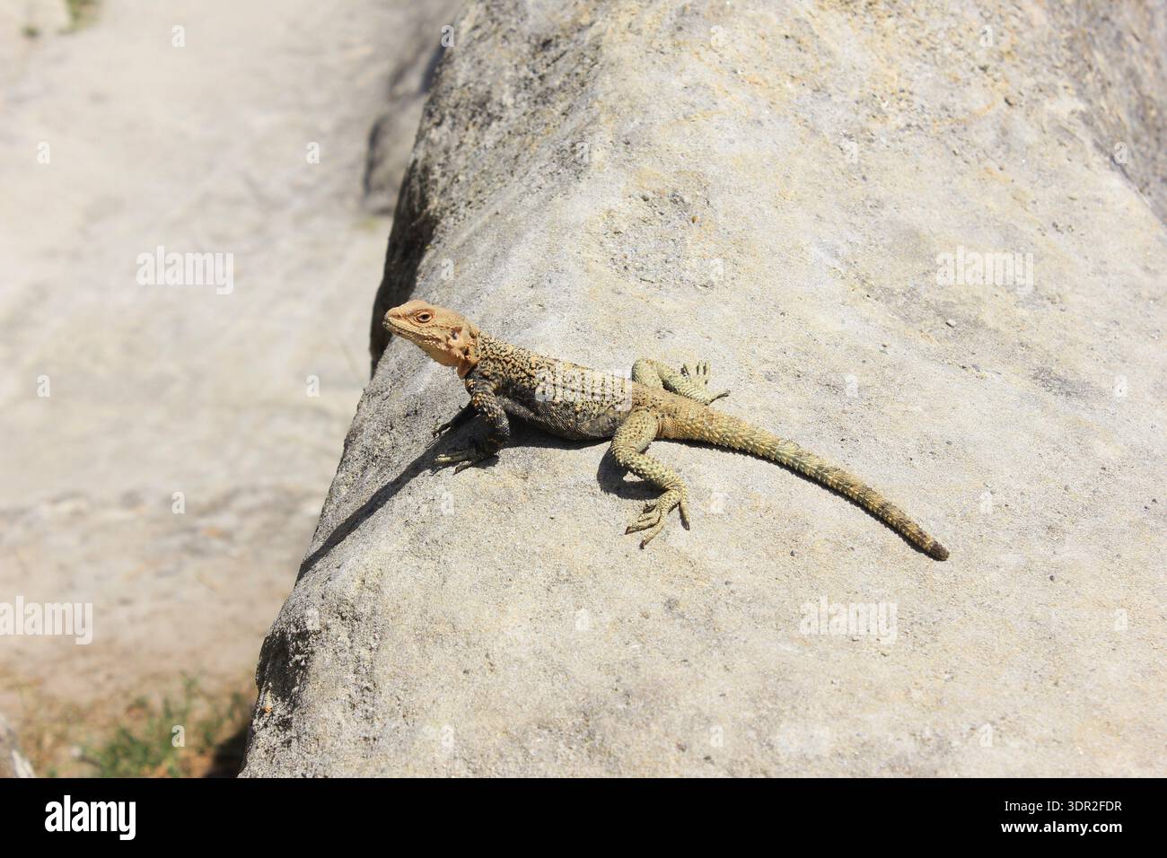 A small lizard on a rock basks in the summer sun. Stock Photo