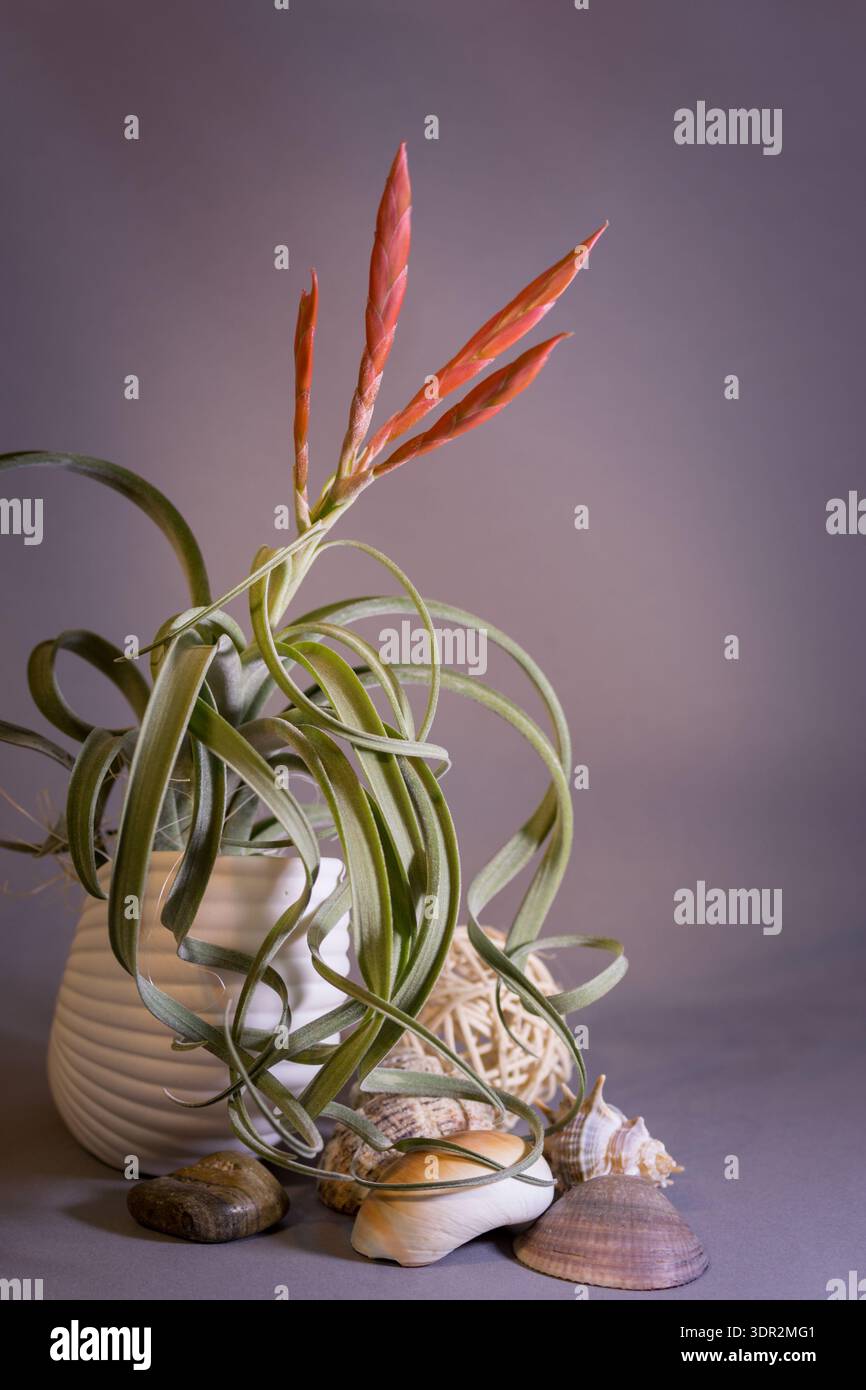 Small Blooming Red Tropical Air Plant Tillandsia Variety Caput Medusae small-blooming-red-tropical-air-plant-tillandsia-variety-caput-medusae