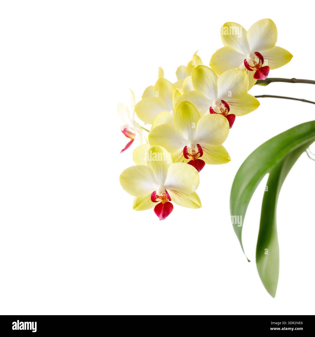 Blooming white yellow red orchid of genus phalaenopsis isolated on ...