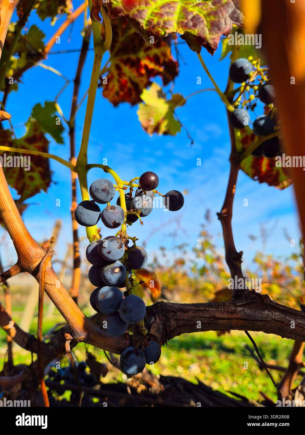 Ripe grapes on a branch against a blue sky. Autumn landscape - Smartphone Captured Stock Image