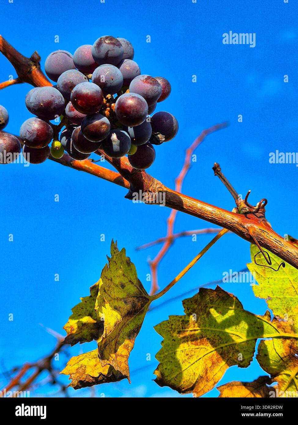 Ripe grapes on a branch against a blue sky. Autumn landscape - Smartphone Captured Stock Image