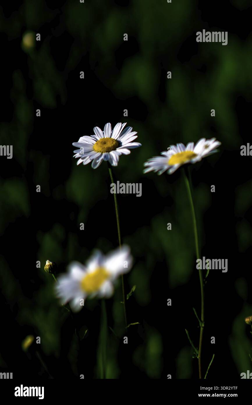 White chamomiles abstract on a meadow Stock Photo