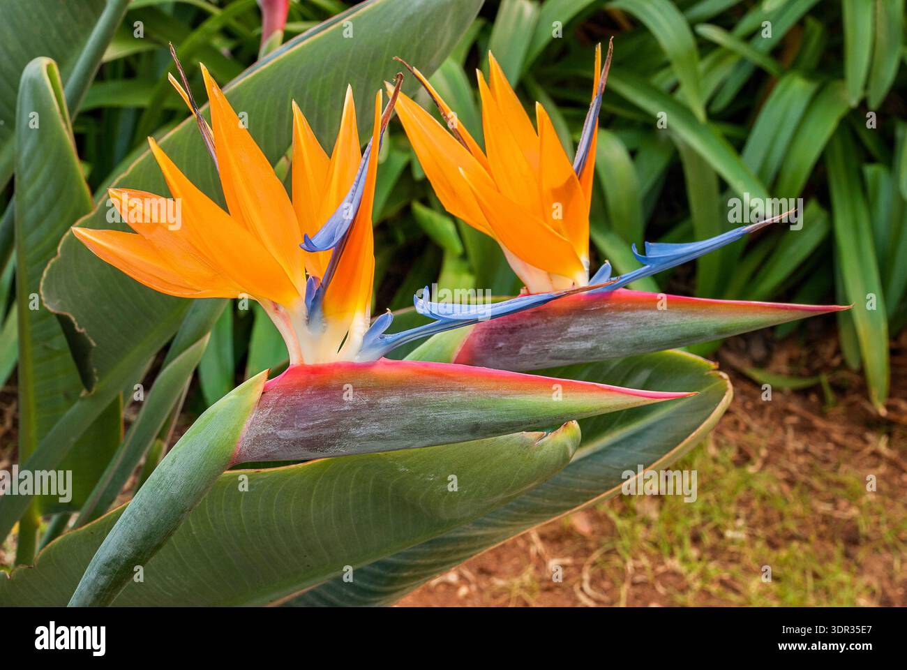 Strelitzia - exotic flower called bird of paradise flower on white  background Stock Photo - Alamy