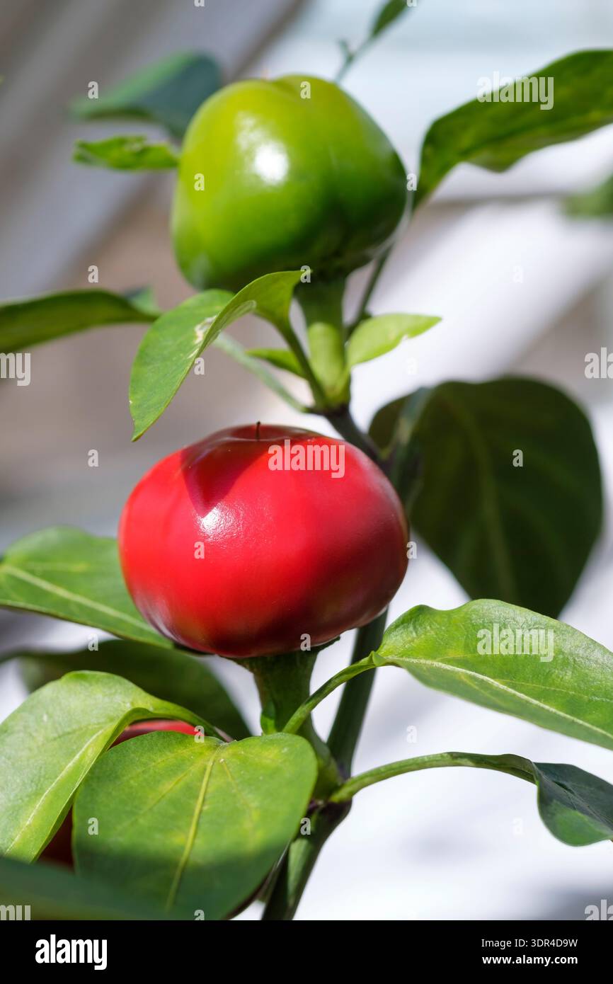 Calabrian round peppers, Peperoncino Calabrese Tondo,  small, cherry-sized, and glossy red peppers Stock Photo