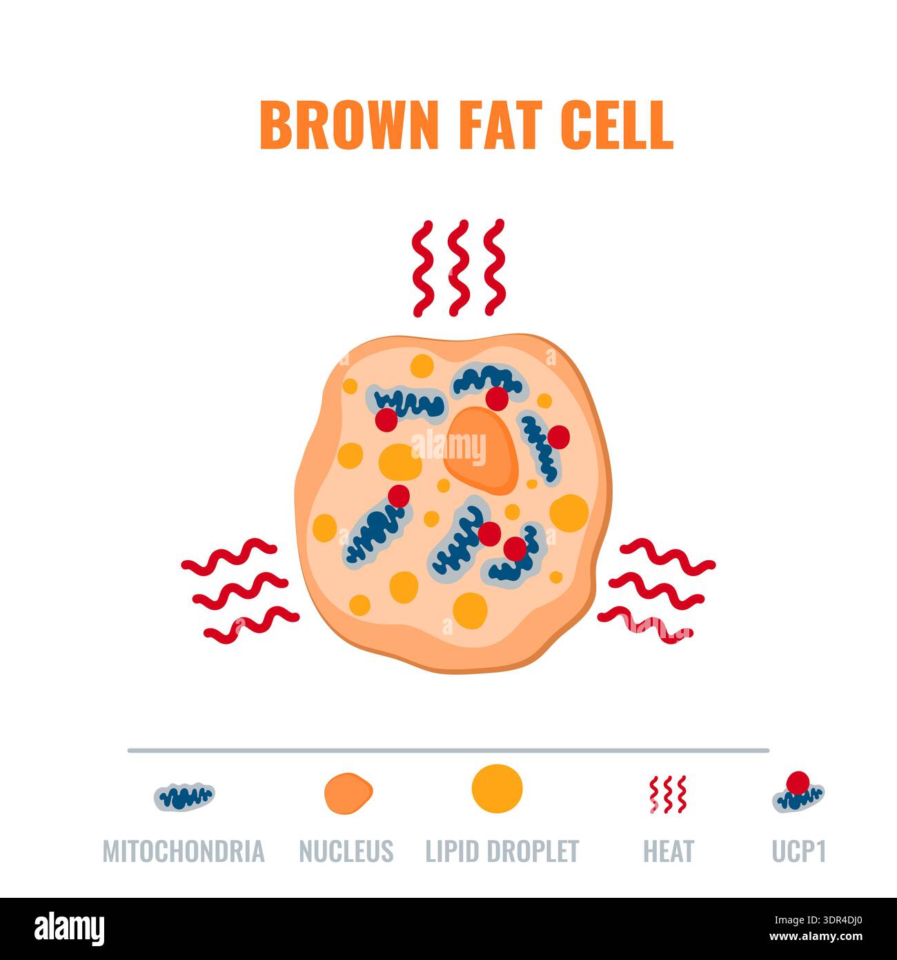 Adipose tissue browning process showing white, brown and beige fat ...