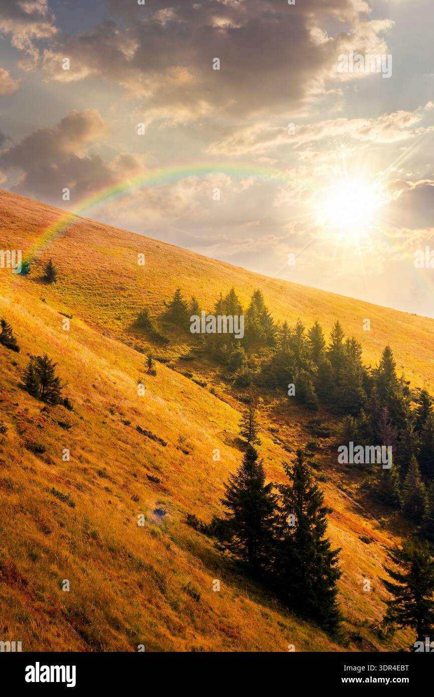 virgin coniferous forest in mountains at sunset. beautiful spruce trees on a steep slopes in weathered grass in autumn in evening light. alpine scener Stock Photo