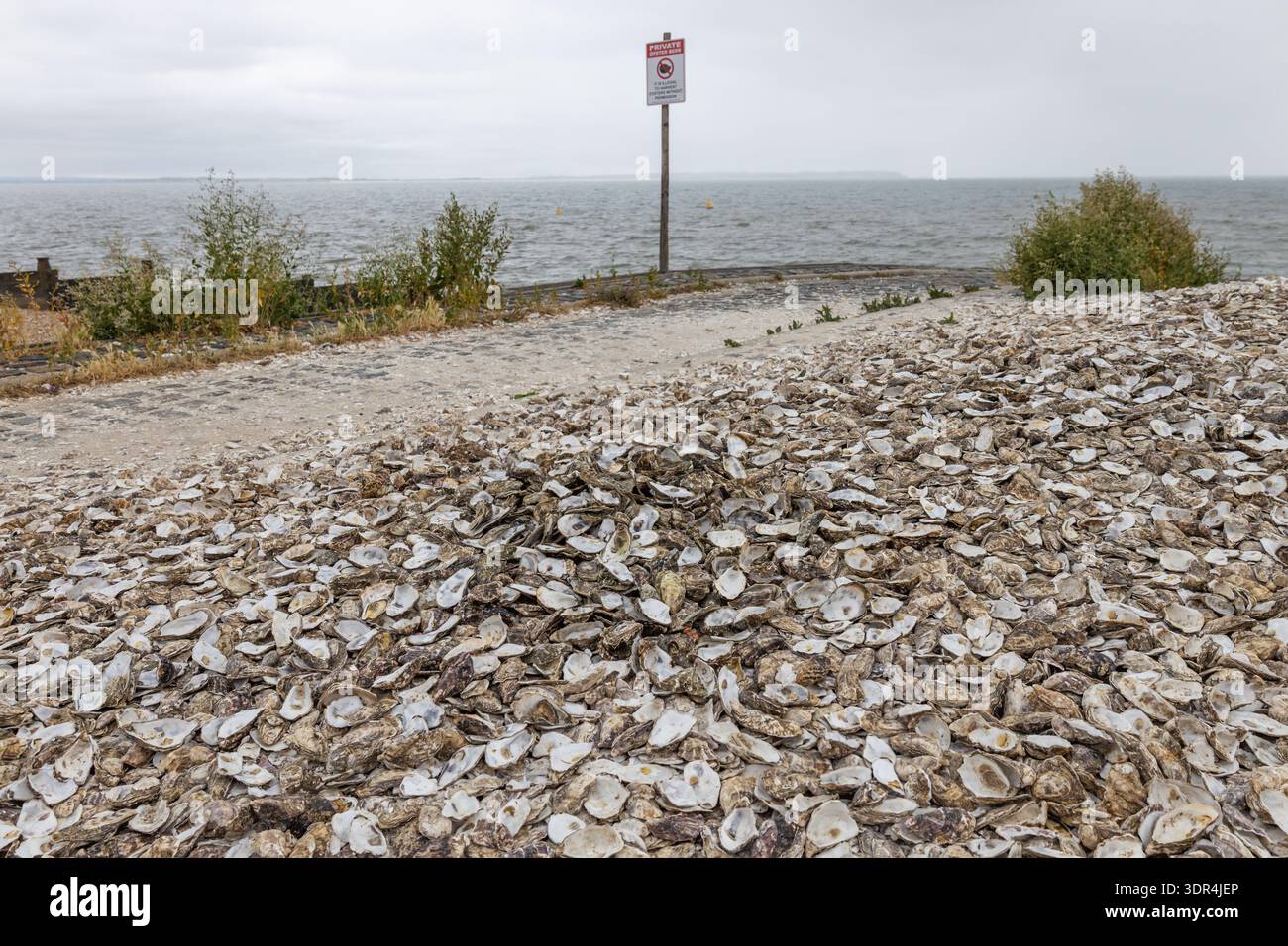 Pyster Shells Scotland Pile of oyster shells on a coastal shoreline Stock Photo - Alamy