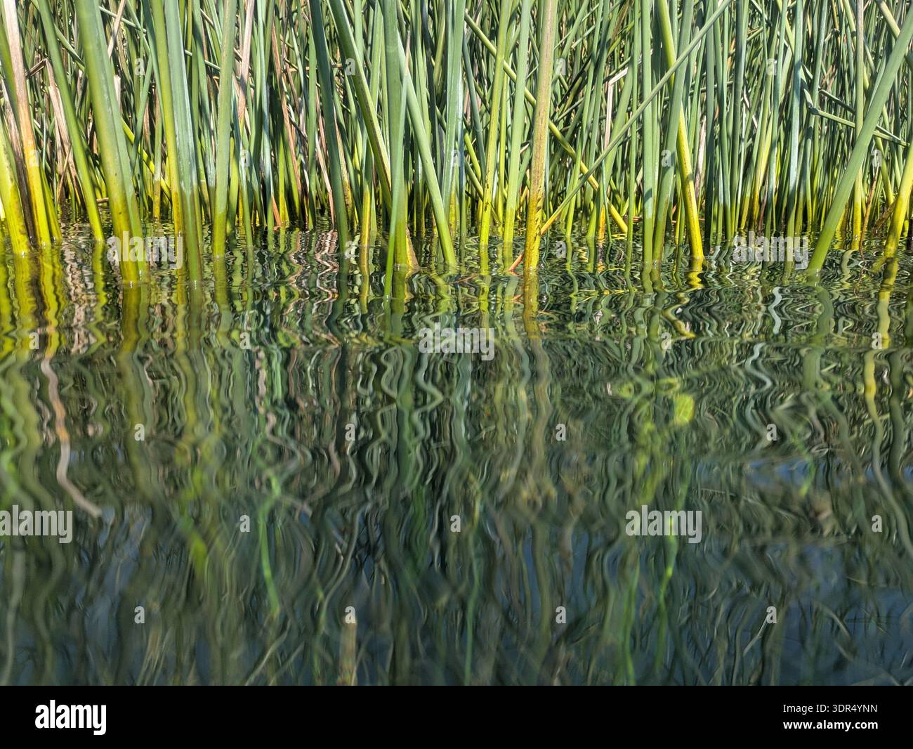 Green reeds reflected in lake atitlan Stock Photo