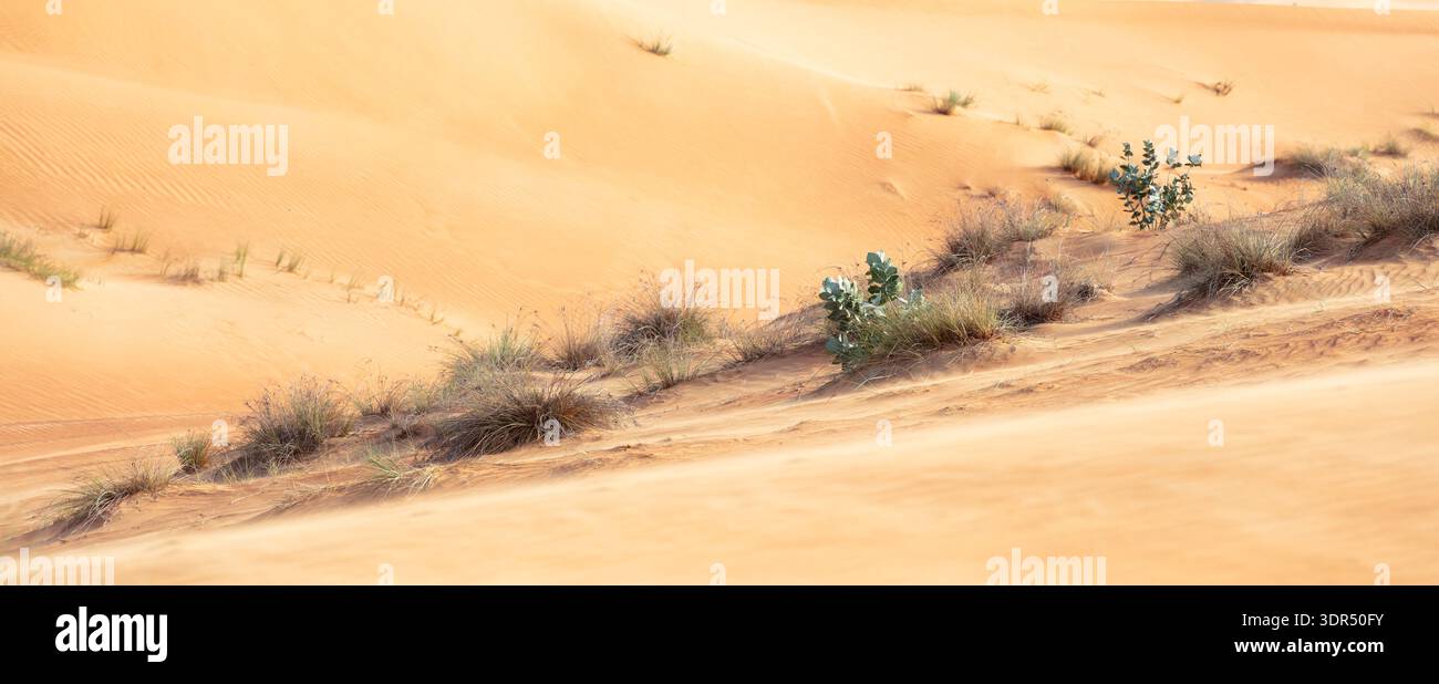Native Emirati landscape through sparse desert plants growing on soft sand dunes near Dubai, UAE. Environmental detail supporting regional climate and Stock Photo