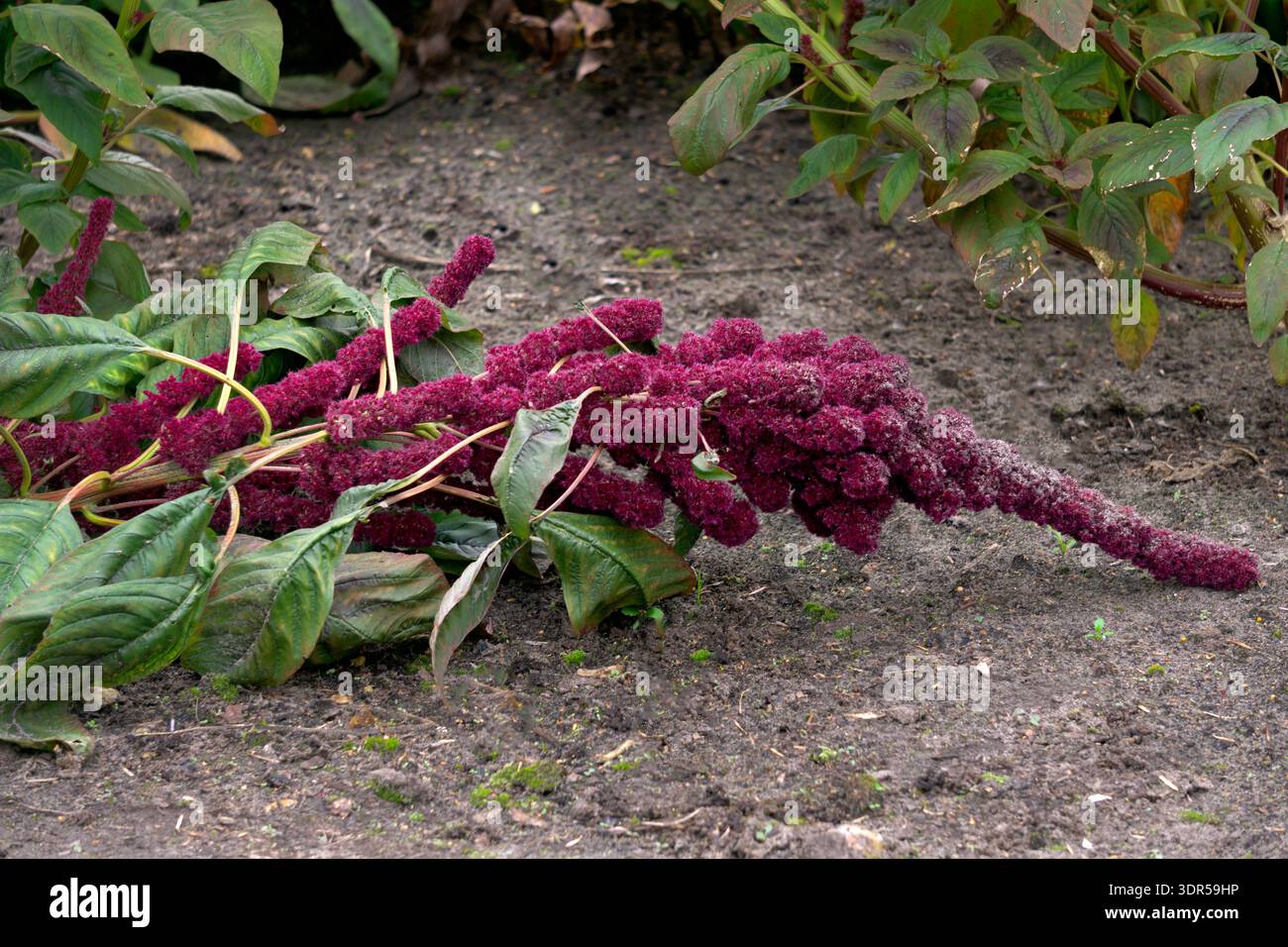 Different varieties of amaranth with multi-colored flowers Stock Photo ...