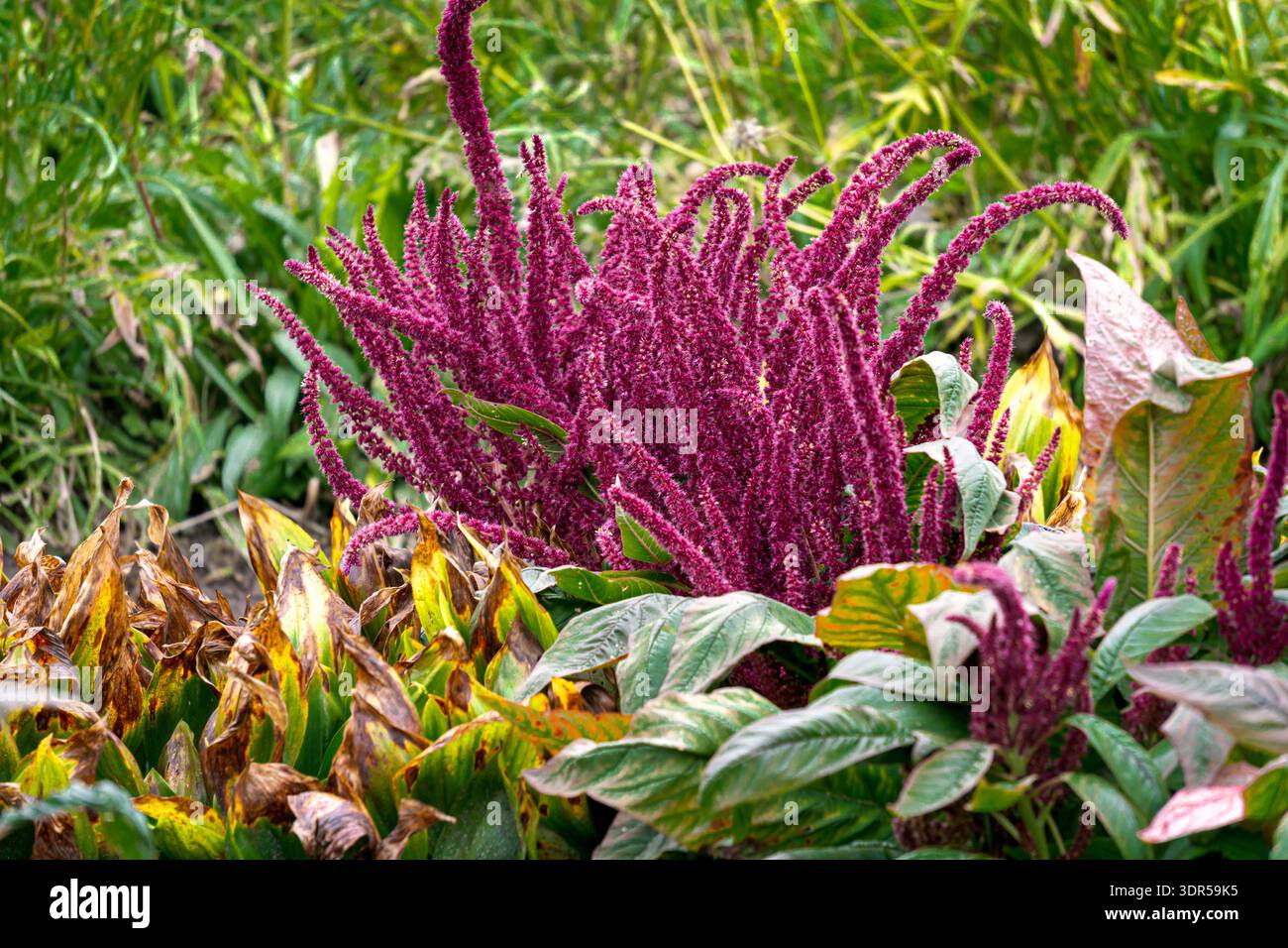 Different varieties of amaranth with multi-colored flowers Stock Photo ...