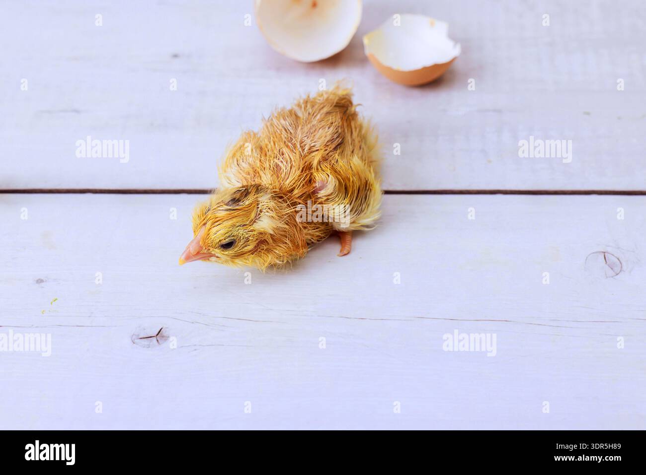 Chick emerges from its shell moves around on flat surface, curiosity after hatching. Stock Photo