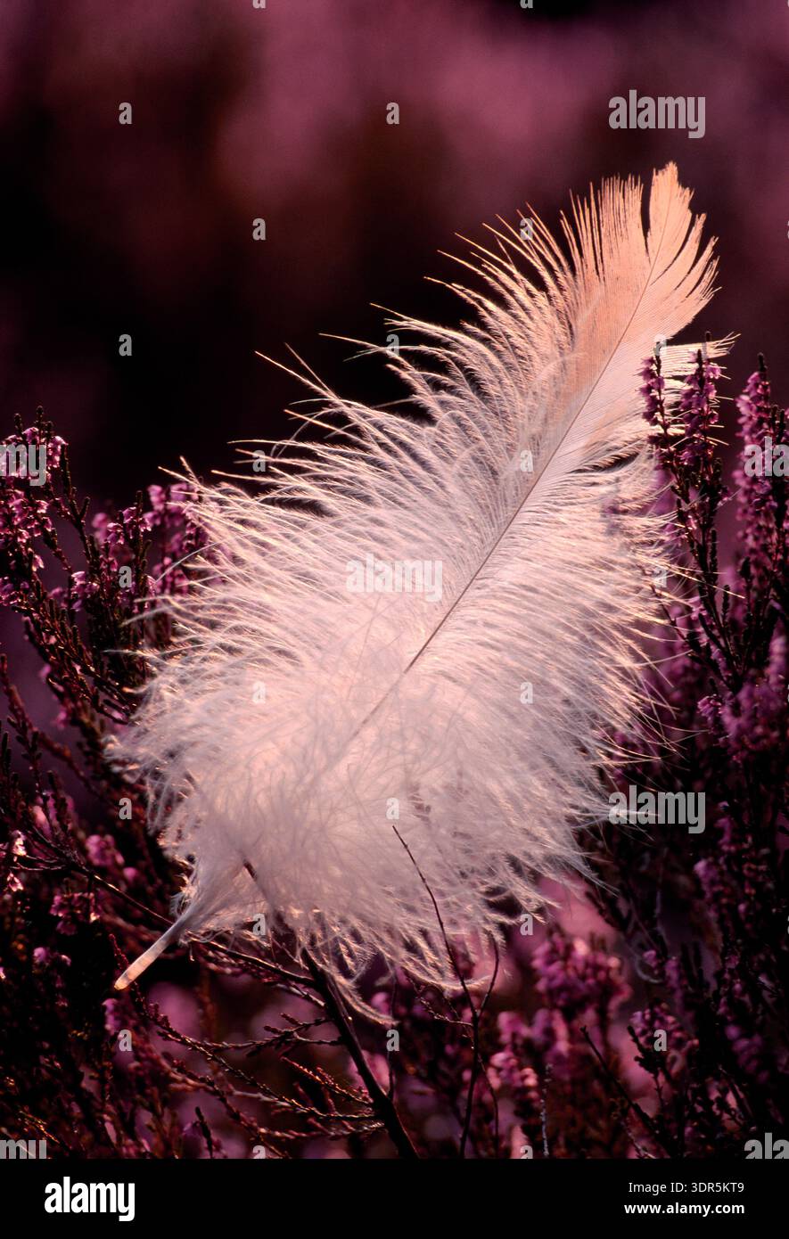 Golden Eagle (Aquila chrysaetos), downy feather in evening light caught up on flowering ling heather (Calluna vulgaris). Stock Photo